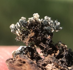 Physconia californica
