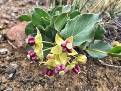 Asclepias cryptoceras davisii