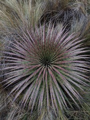 Puya clava-herculis
