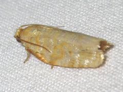 Archips georgiana