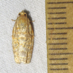 Archips georgiana