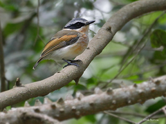 Batis mixta