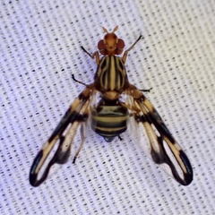 Idana marginata