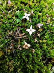 Arcytophyllum filiforme