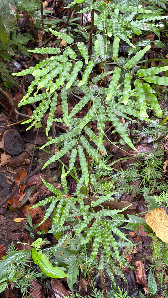 Lygodium salicifolium (Lygodium salicifolium)