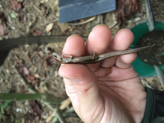 Scincella formosensis