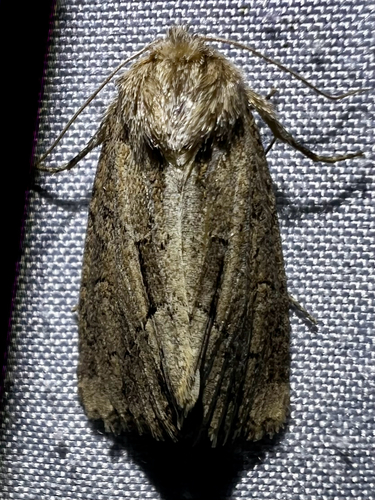 Reed Canary Grass Borer Moth