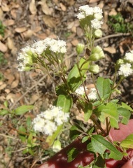 Ageratina paupercula