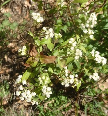 Ageratina paupercula