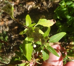 Ageratina paupercula