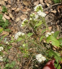 Ageratina paupercula