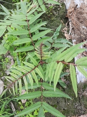 Zanthoxylum ailanthoides ailanthoides