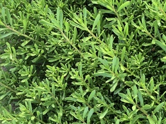 Myoporum parvifolium