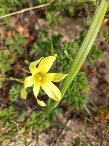 Cape Tulip