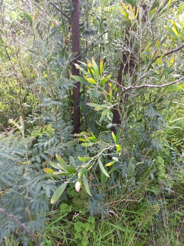 blackwood