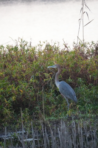 iNaturalist image