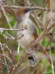 Cisticola cantans