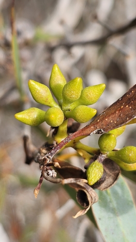 Eucalyptus diversifolia, photograph 4