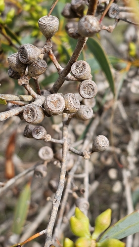 Eucalyptus diversifolia, photograph 5