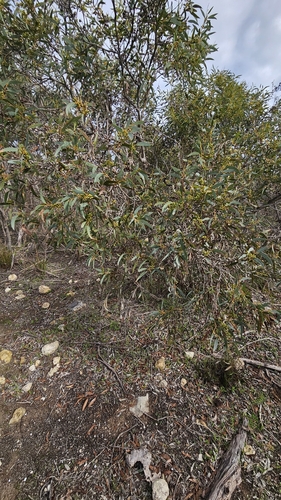 Eucalyptus diversifolia, photograph 6