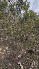 Eucalyptus diversifolia, photograph (c) Rosalie Lawrence, some rights reserved (CC BY)