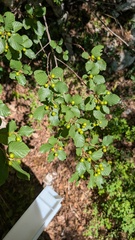 Frangula rupestris, photograph (c) Tom W, some rights reserved (CC BY)