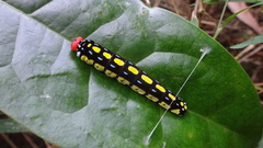 Choaspes hemixanthus