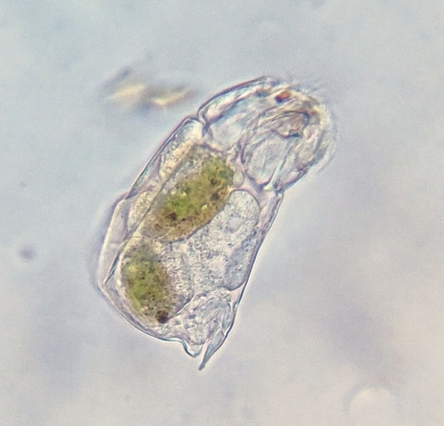 Cephalodella catellina