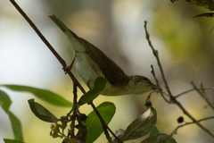 Ramsayornis modestus