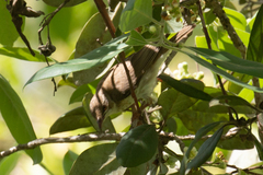 Ramsayornis modestus