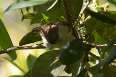 Ramsayornis modestus