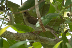 Ramsayornis modestus