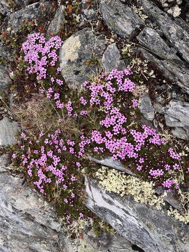 Moss Campion