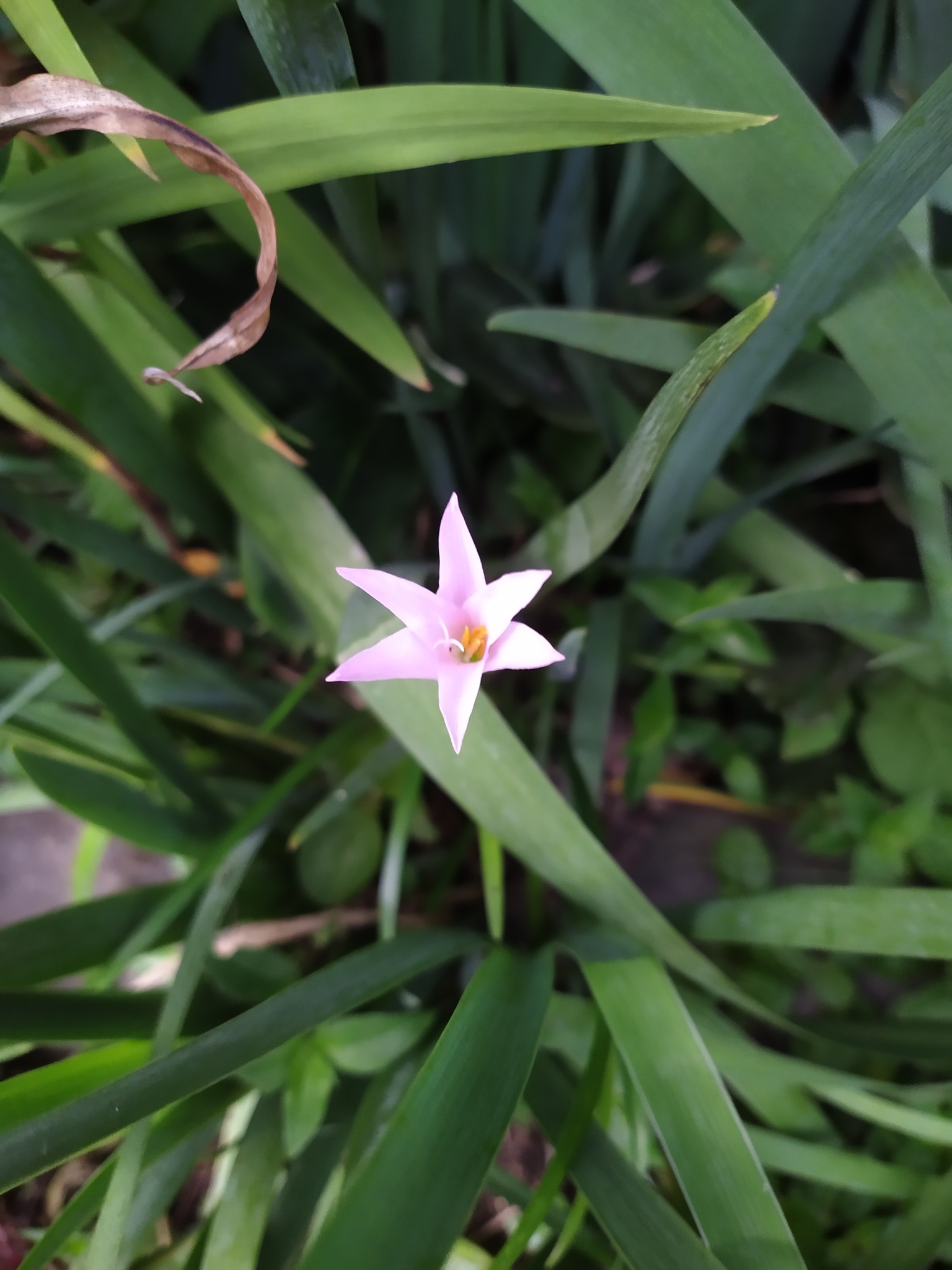 Zephyranthes rosea