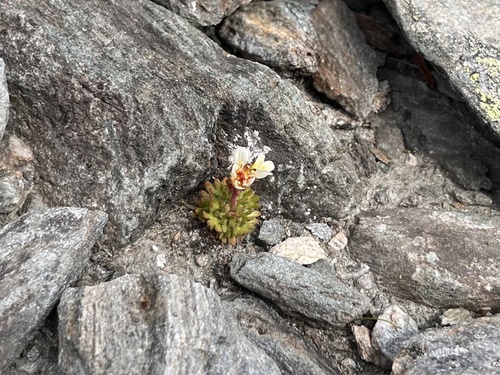 tufted saxifrage
