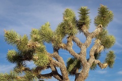 Yucca brevifolia