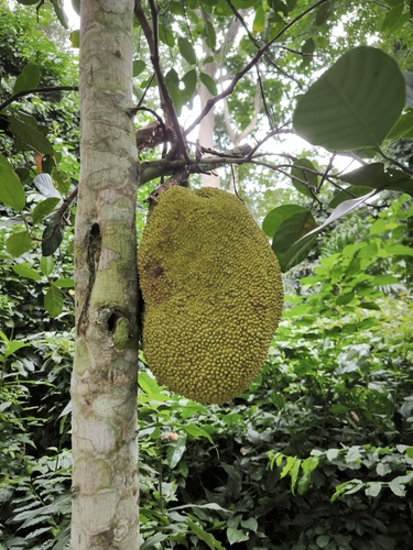 Jackfruit