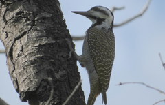 Chloropicus namaquus