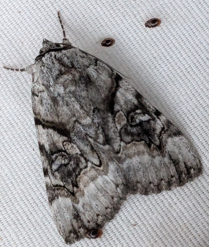 Three-staff Underwing photo 3
