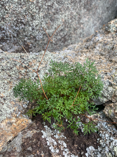 Trachymene incisa, photograph 2