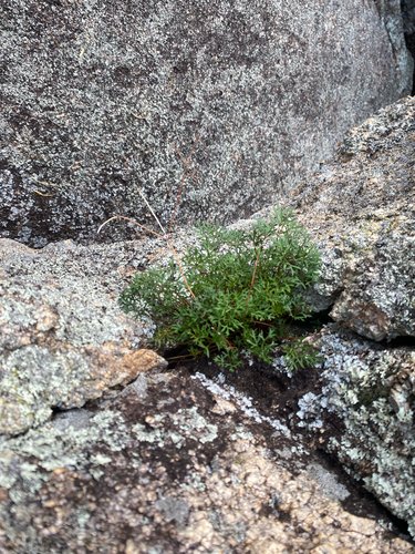 Trachymene incisa, photograph 3