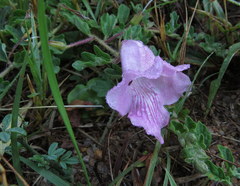 Dicerocaryum senecioides