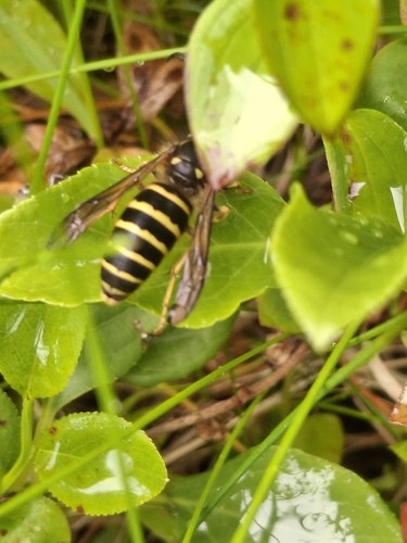 Norwegian Wasp