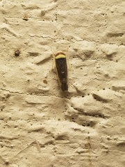 Colladonus montanus reductus