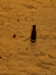 Colladonus montanus reductus