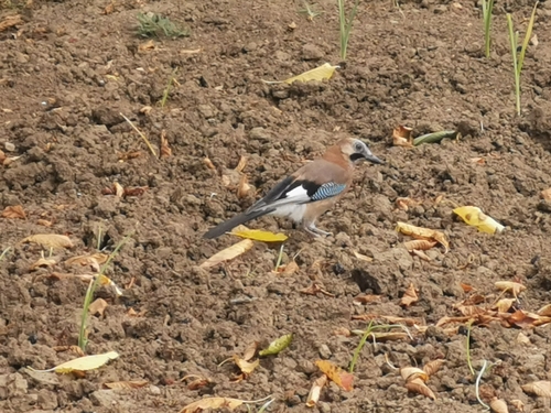 Eurasian Jay