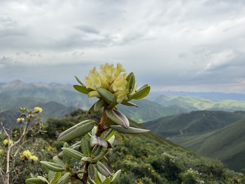 Rhododendron anthopogonoides