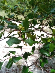 Chassalia princei