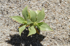 Stillingia spinulosa
