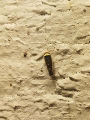 Colladonus montanus reductus